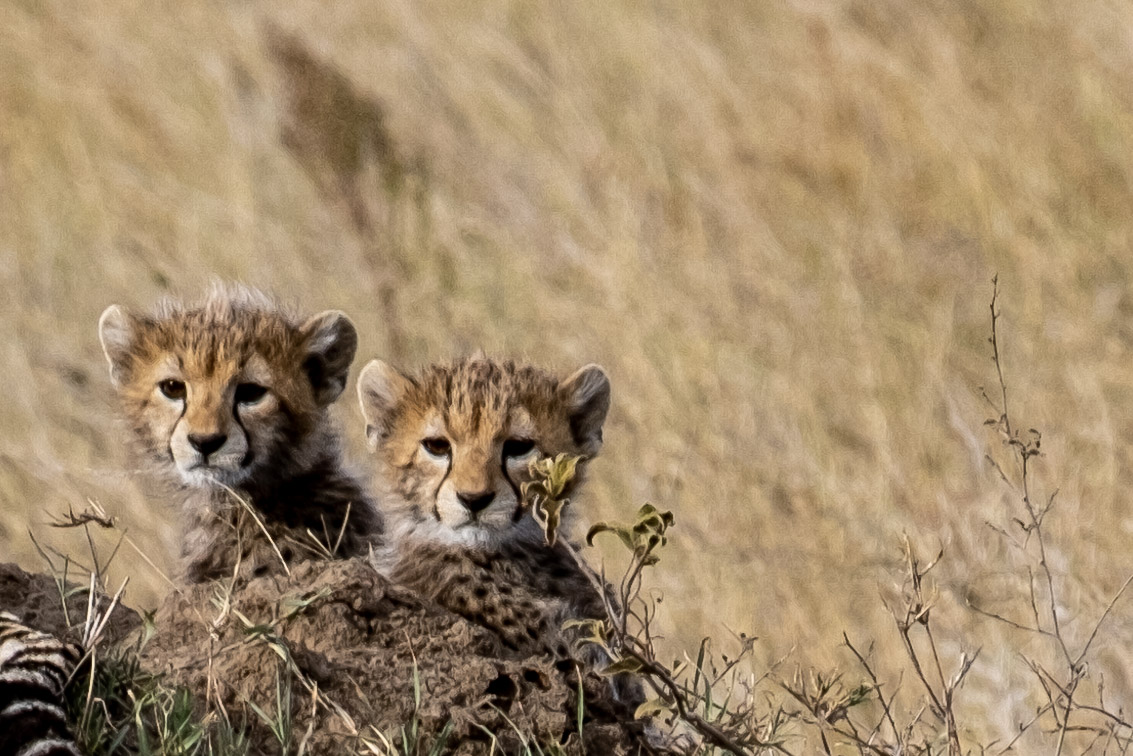 Two Cheetah cubs